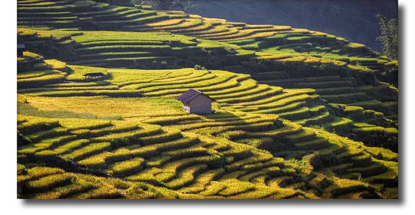 Campos de arroz